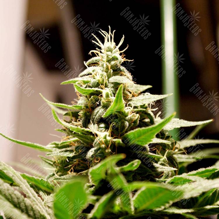семена индийской конопли Bars feminised Bang Seeds семена индийской конопли Bars feminised Bang Seeds