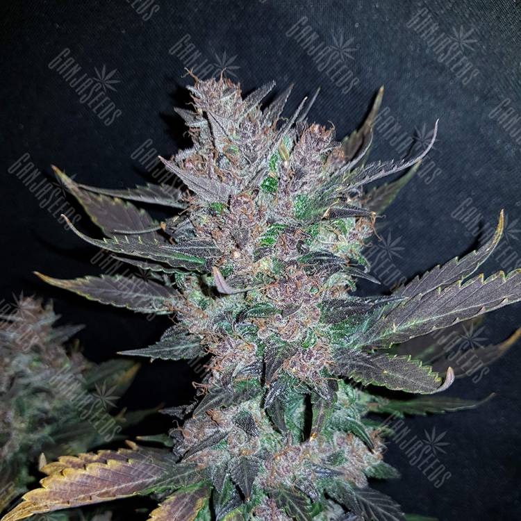 семена конопли скороспелый купить Auto Dark Devil regular семена конопли скороспелый купить Auto Dark Devil regular