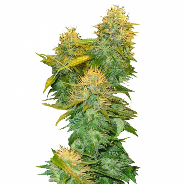 хорошие семена конопли DNA Mix Pack feminised DNA Genetics хорошие семена конопли DNA Mix Pack feminised DNA Genetics