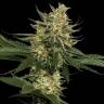 семена конопли интернет магазин Tangie regular Reserva Privada