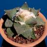 Купить семена кактуса Ariocarpus MIX Купить семена кактуса Ariocarpus MIX