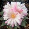Недорогие семена кактуса Ariocarpus MIX Недорогие семена кактуса Ariocarpus MIX