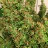 семена конопли элитных сортов Auto Blue Diesel feminised семена конопли элитных сортов Auto Blue Diesel feminised