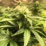 семена конопли аутдор Auto Blue Diesel feminised семена конопли аутдор Auto Blue Diesel feminised