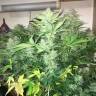 семена конопли скороспелый купить Auto Blue Diesel feminised семена конопли скороспелый купить Auto Blue Diesel feminised