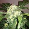 семена конопли с доставкой Auto Blue Diesel feminised семена конопли с доставкой Auto Blue Diesel feminised