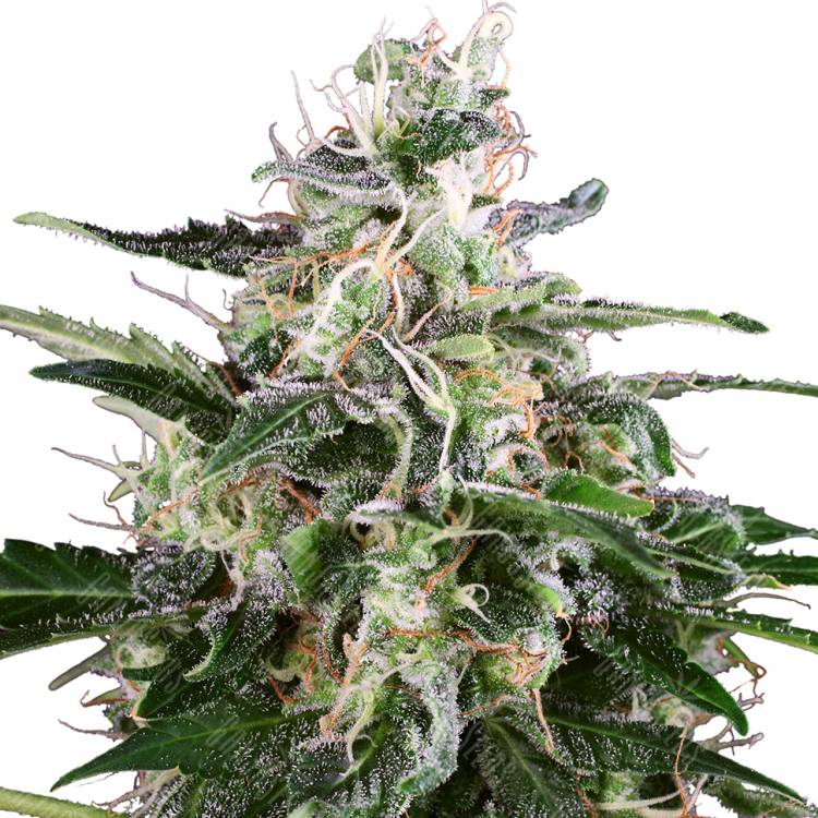 купить семена конопли Snow White Amsterdam feminised купить семена конопли Snow White Amsterdam feminised