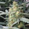 семена конопли интернет магазин Auto Green Crack feminised семена конопли интернет магазин Auto Green Crack feminised