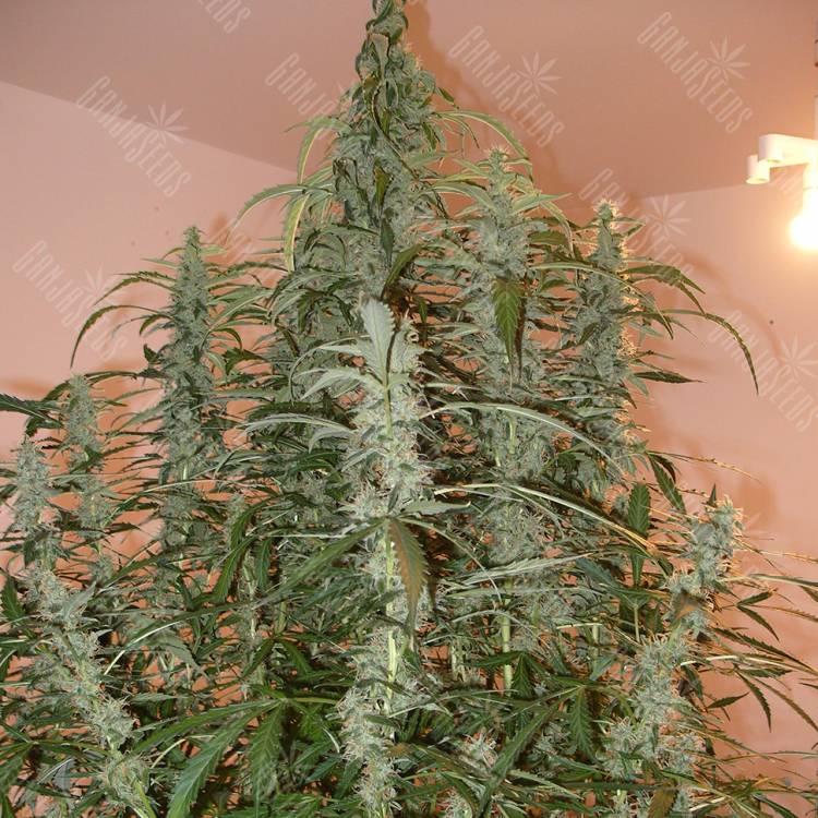 автоцветущие семена конопли Auto Green Crack feminised автоцветущие семена конопли Auto Green Crack feminised