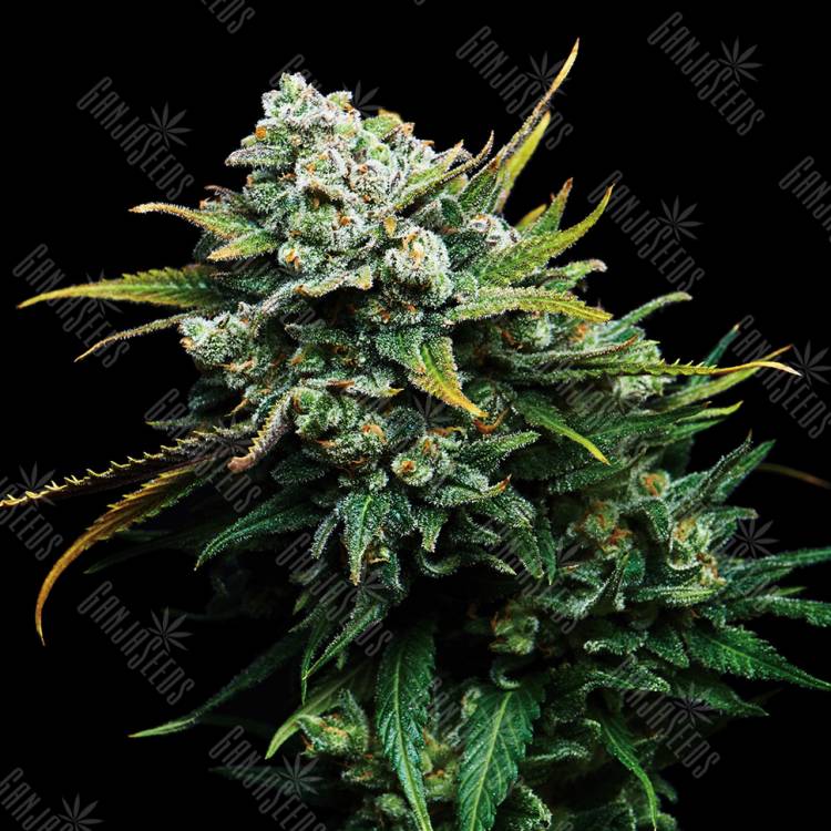 Blizzard feminised Seedmakers Seeds Blizzard feminised Seedmakers Seeds