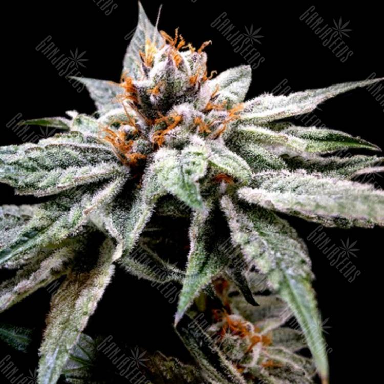 конопля семена сорта заказать DJ's Gold feminised DNA Genetics конопля семена сорта заказать DJ's Gold feminised DNA Genetics