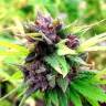 семена конопли f1 в оригинальной упаковке Hollands Hope regular Dutch Passion Seeds семена конопли f1 в оригинальной упаковке Hollands Hope regular Dutch Passion Seeds