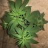 семена конопли сорта сатива Sativa Dream (LOL) feminised Kannabia Seeds семена конопли сорта сатива Sativa Dream (LOL) feminised Kannabia Seeds