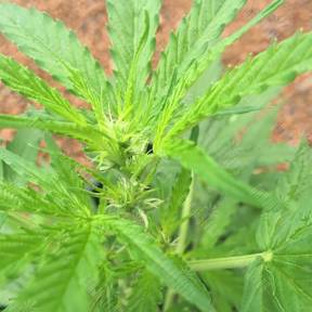 Auto Skunk feminised Strain Hunters Seeds
