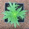 где можно заказать семена конопли Auto Skunk feminised Strain Hunters Seeds где можно заказать семена конопли Auto Skunk feminised Strain Hunters Seeds