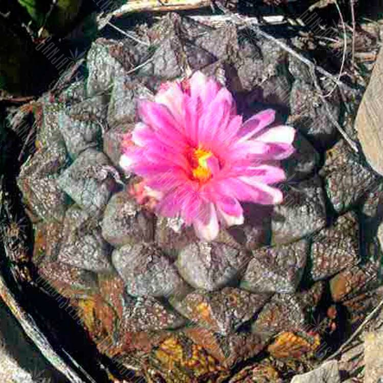 Семена конопли Ariocarpus lloydii 2.0 Семена конопли Ariocarpus lloydii 2.0