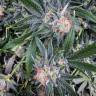 семена конопли гидропоники G13 Haze feminised семена конопли гидропоники G13 Haze feminised