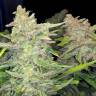 семена индийской конопли Auto Blueberry x Blue Mystic feminised семена индийской конопли Auto Blueberry x Blue Mystic feminised