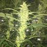 семена конопли для посадки купить Auto Blueberry x Blue Mystic feminised семена конопли для посадки купить Auto Blueberry x Blue Mystic feminised