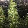 семена конопли курьером Auto Blueberry x Blue Mystic feminised семена конопли курьером Auto Blueberry x Blue Mystic feminised