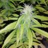 семена конопли марихуаны Auto Blueberry x Blue Mystic feminised семена конопли марихуаны Auto Blueberry x Blue Mystic feminised