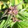 семена конопли аутдор Auto Blueberry x Blue Mystic feminised семена конопли аутдор Auto Blueberry x Blue Mystic feminised