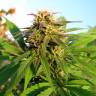 семена конопли в интернете Auto Blueberry x Blue Mystic feminised семена конопли в интернете Auto Blueberry x Blue Mystic feminised