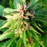 семена конопли скороспелый купить Auto Blueberry x Blue Mystic feminised семена конопли скороспелый купить Auto Blueberry x Blue Mystic feminised