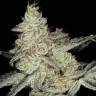 урожайные семена конопли Snow Ryder feminised урожайные семена конопли Snow Ryder feminised