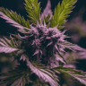 мощные сорта конопли Auto Blueberry Haze feminised мощные сорта конопли Auto Blueberry Haze feminised
