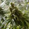 Cheex feminised Seedmakers Seeds Cheex feminised Seedmakers Seeds
