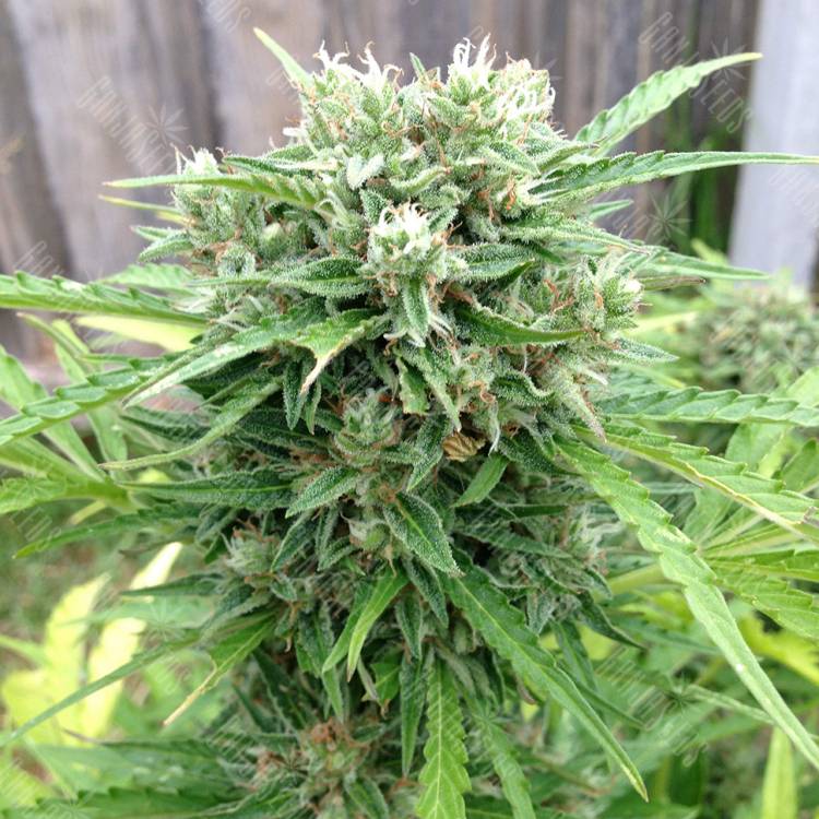 семена конопли в фирменной упаковке Beshbarmak feminised Bang Seeds семена конопли в фирменной упаковке Beshbarmak feminised Bang Seeds