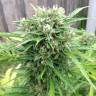 семена конопли в фирменной упаковке Beshbarmak feminised Bang Seeds семена конопли в фирменной упаковке Beshbarmak feminised Bang Seeds