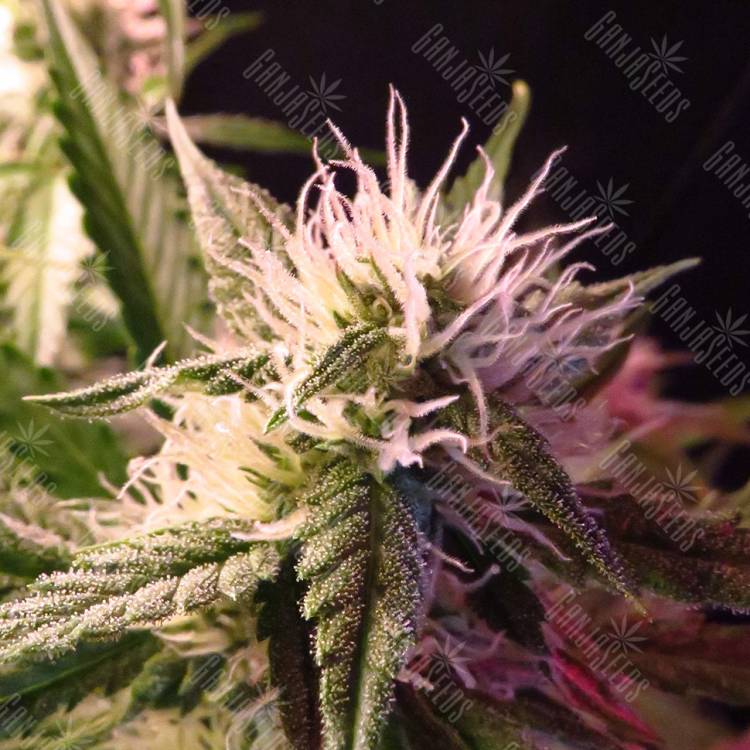 семена сортовой конопли Auto Diesel Ryder regular семена сортовой конопли Auto Diesel Ryder regular