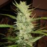 семена конопли дешево Super Lemon Haze regular Ganja Seeds семена конопли дешево Super Lemon Haze regular Ganja Seeds