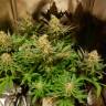 где заказать семена конопли Blue Cheese feminised Barneys Farm где заказать семена конопли Blue Cheese feminised Barneys Farm