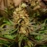 семена конопли наложенным платежом Blue Cheese feminised Barneys Farm семена конопли наложенным платежом Blue Cheese feminised Barneys Farm