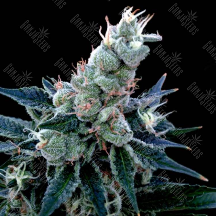 семена конопли курьером Double Alien 18 feminised DNA Genetics семена конопли курьером Double Alien 18 feminised DNA Genetics