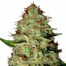 семена конопли почтой Mazar regular Dutch Passion Seeds семена конопли почтой Mazar regular Dutch Passion Seeds