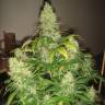 заказать качественные семена конопли Mazar regular Dutch Passion Seeds заказать качественные семена конопли Mazar regular Dutch Passion Seeds