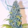 заказать на сайте семена конопли Mazar regular Dutch Passion Seeds заказать на сайте семена конопли Mazar regular Dutch Passion Seeds