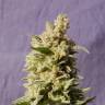 семена конопли марихуаны Mataro Blue feminised Kannabia Seeds