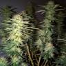 заказ семян конопли Москва Hawaii Maui Waui regular Nirvana Seeds заказ семян конопли Москва Hawaii Maui Waui regular Nirvana Seeds