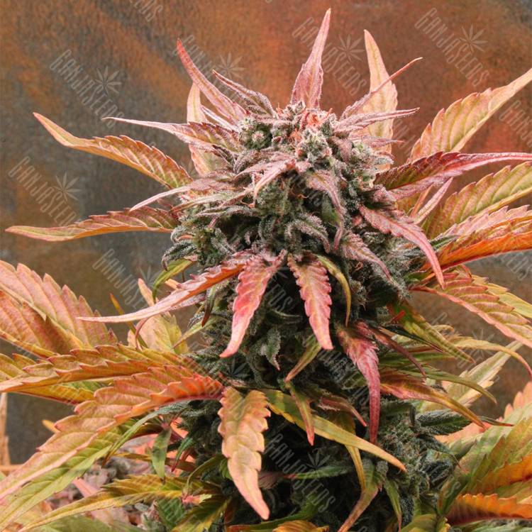 семена конопли аутдор Auto Amnesia Haze feminised Royal Queen