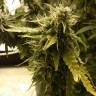 семена конопли скороспелый купить Auto + Speed feminised Sweet Seeds