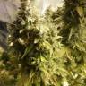 семена конопли гидропоники Auto + Speed feminised Sweet Seeds