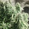 семена конопли дешево Auto + Speed feminised Sweet Seeds