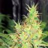 семена конопли феминизированные Early Skunk feminised семена конопли феминизированные Early Skunk feminised