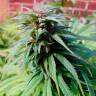 качественные семена конопли Early Skunk feminised качественные семена конопли Early Skunk feminised