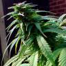 урожайные семена конопли Early Skunk feminised урожайные семена конопли Early Skunk feminised